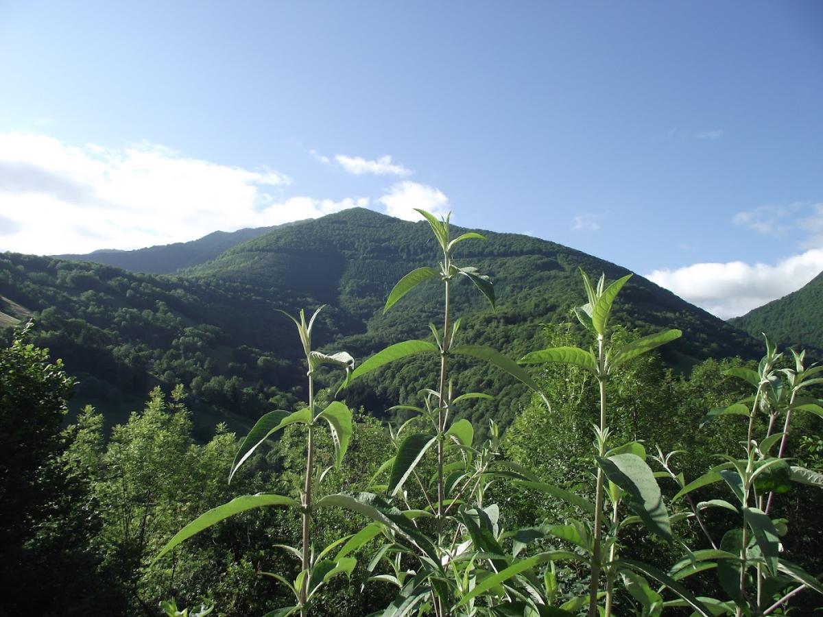 Les songes du chêne