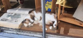 Librairie Abraxas Libris 0