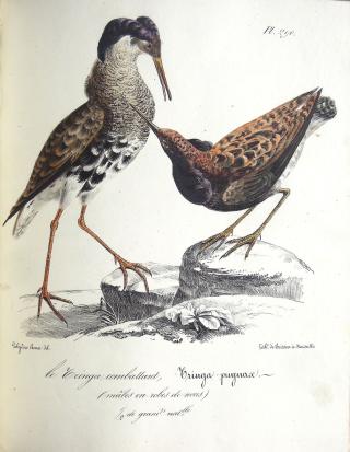 Librairie Chaton Christine 0