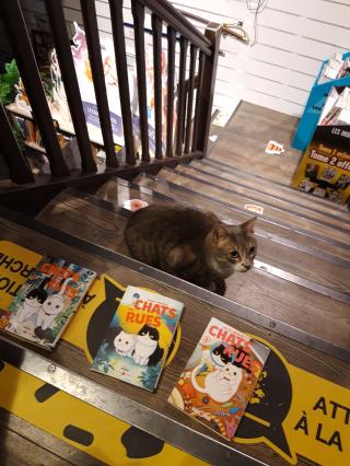 Librairie Bulles 2 papier 0