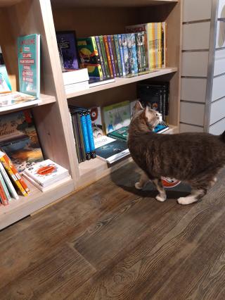 Librairie Bulles 2 papier 0